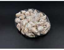 Набір морських ракушок. 100грам